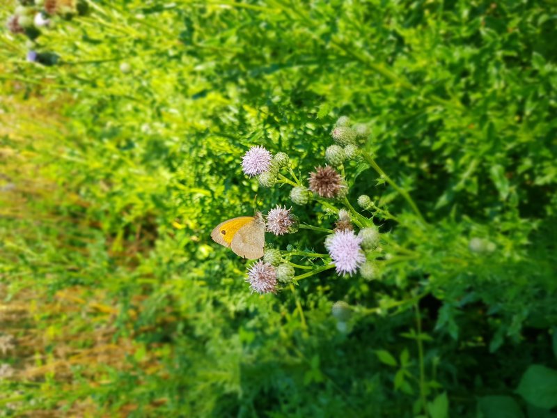 PAPILLON. MYRTIL. Sur Chardons. Terrain de Nestin. MURIEL GODET